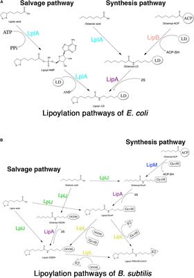A Novel Lipoate-Protein Ligase, Mhp-LplJ, Is Required for <mark class="highlighted">Lipoic Acid</mark> Metabolism in Mycoplasma hyopneumoniae